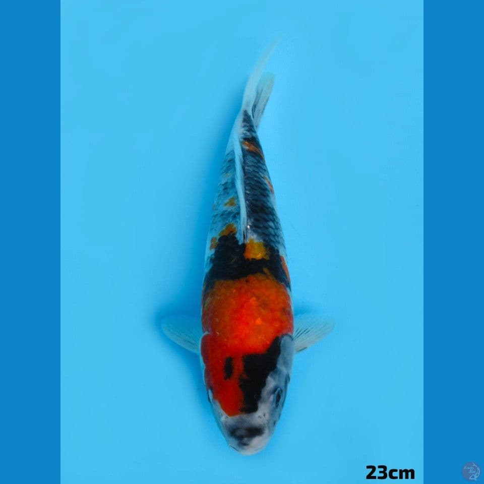 23cm Showa Tategoi
