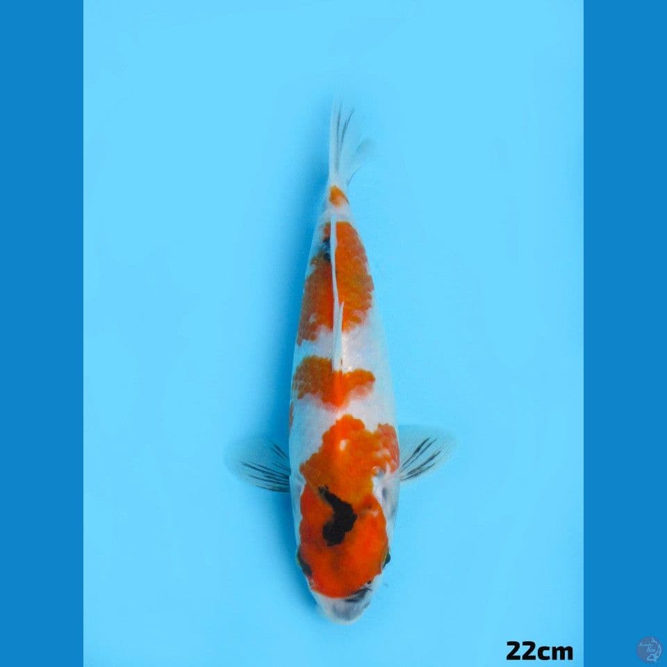 22cm Showa Tategoi
