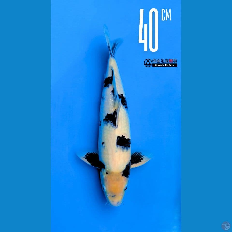 Shiro Show Quality 40cm Male L omosako Serti Dealer
