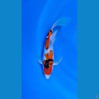 KUMPAY SANKE HIGH QUALITY 31CM