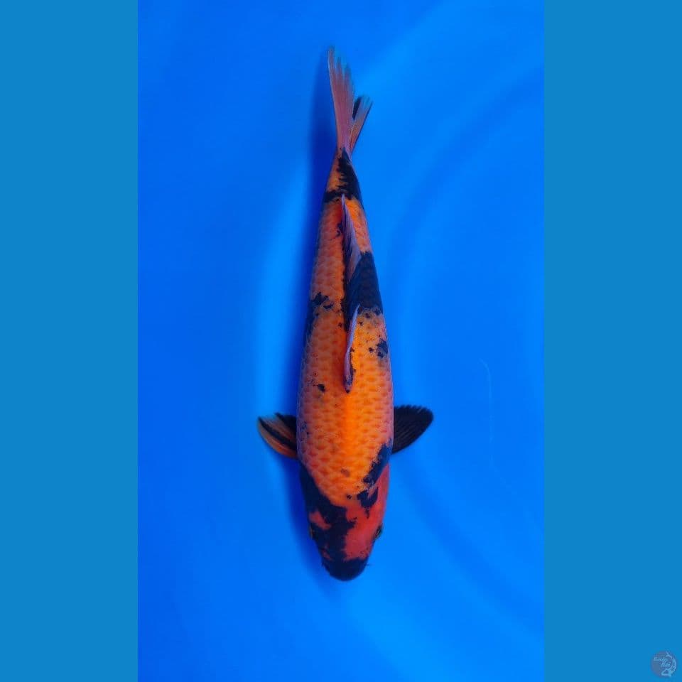 HI UTSURI BERPUNUK 35CM