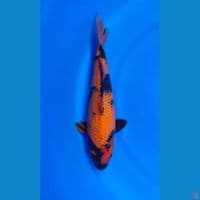 HI UTSURI BERPUNUK 35CM