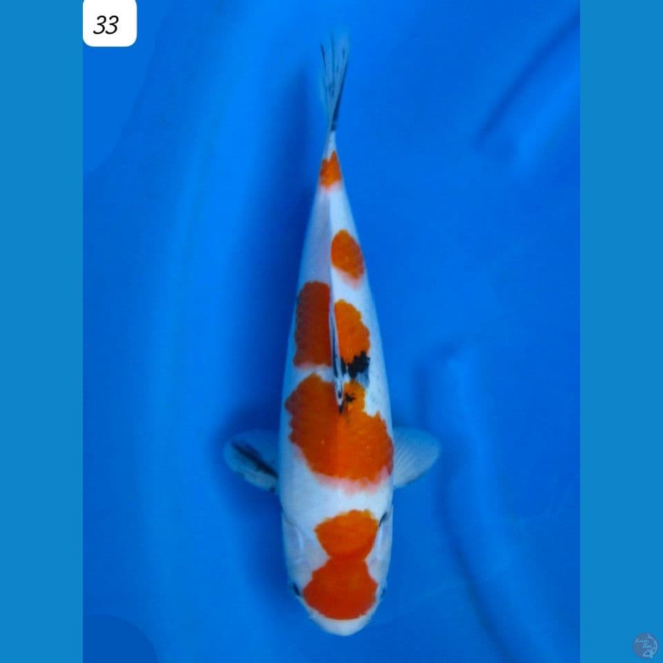 33cm Sanke Tategoi original