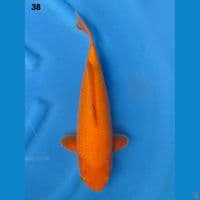 38cm Red Karashi 