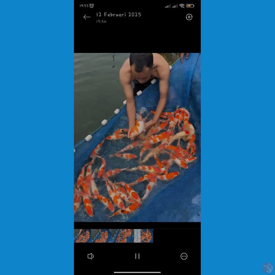 borongan ikan super 