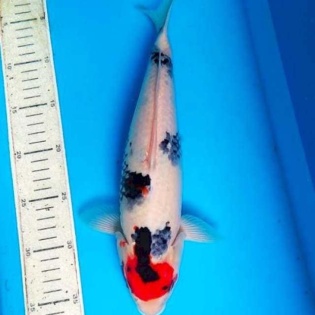 Tancho Showa 34cm