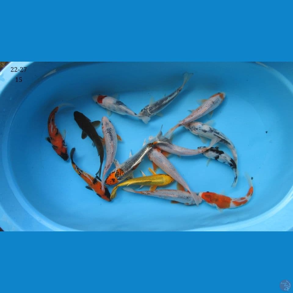 22-27cm - paket mix koi 15 ekor 