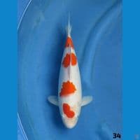 34cm - kohaku ori 