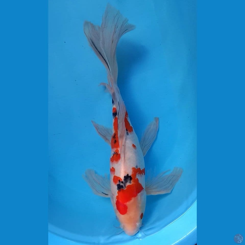 KUMPAY SANKE 47CM