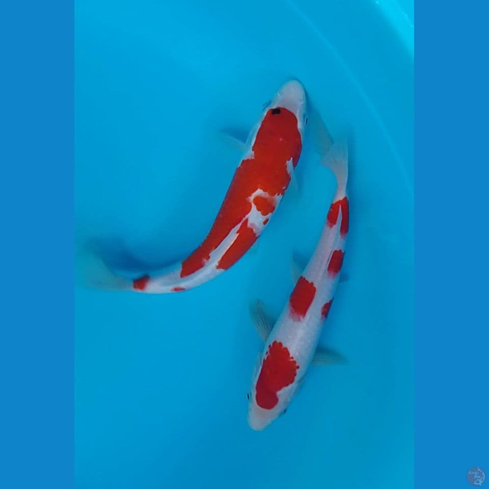 kuhaku sanke size : 25 27cm