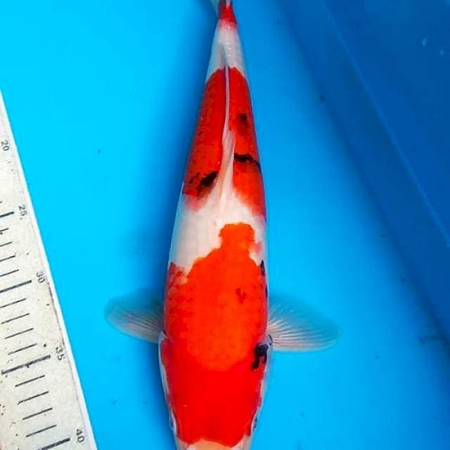 Showa 37cm