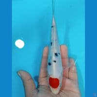 TANCO SANKE DOIT 17 CM 