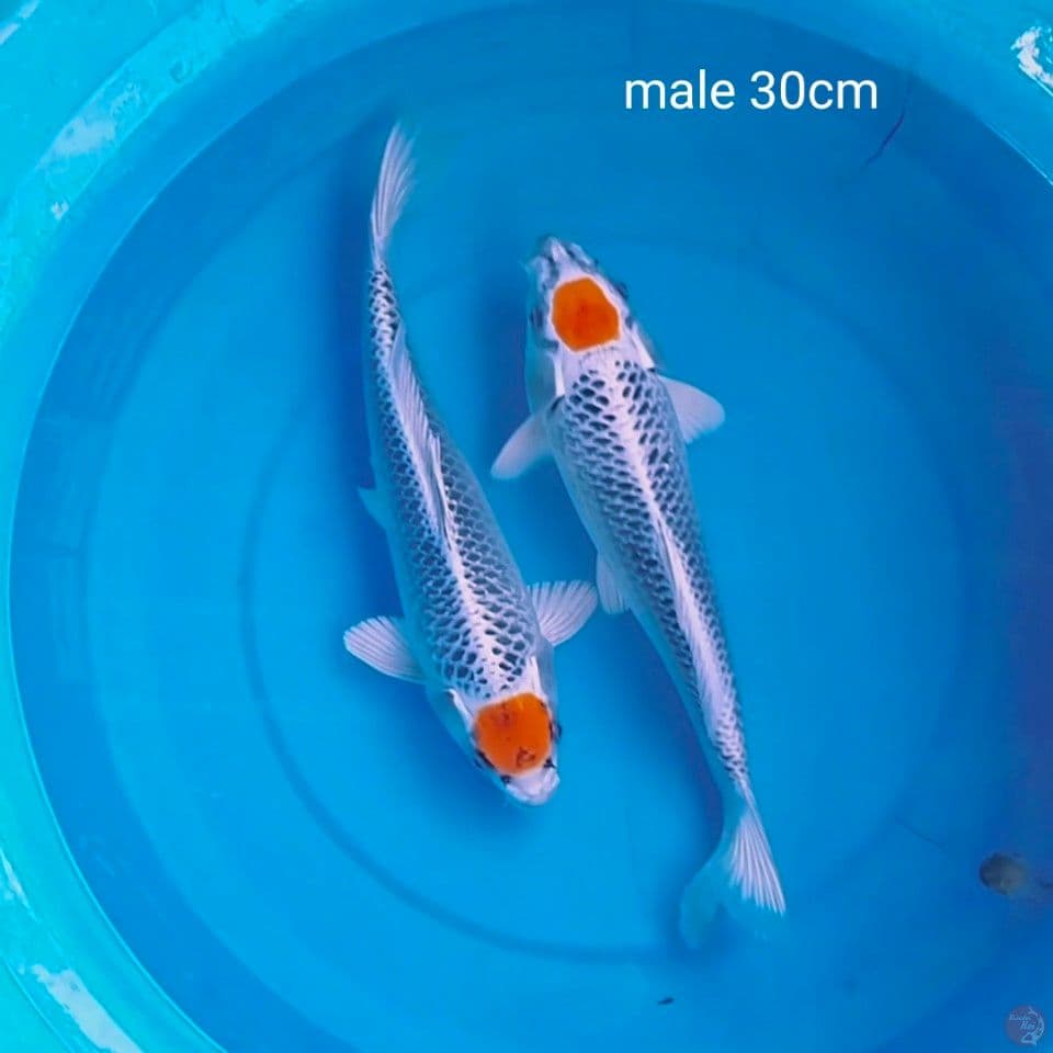 orijinal tc male 30cm