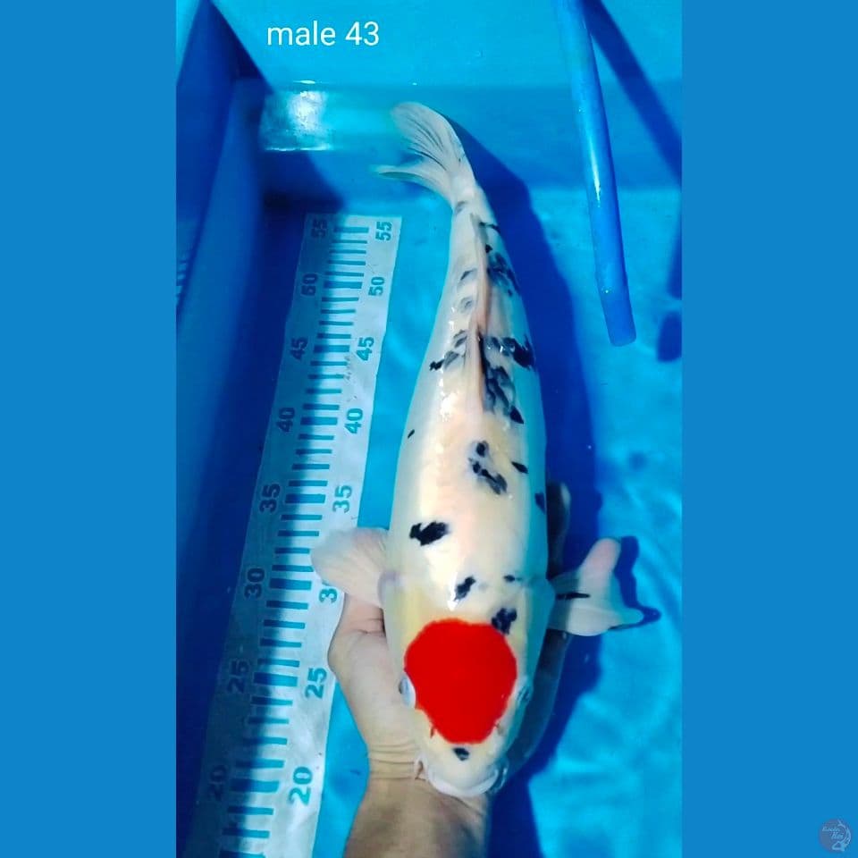 orijinal tc sanke doit male 43cm