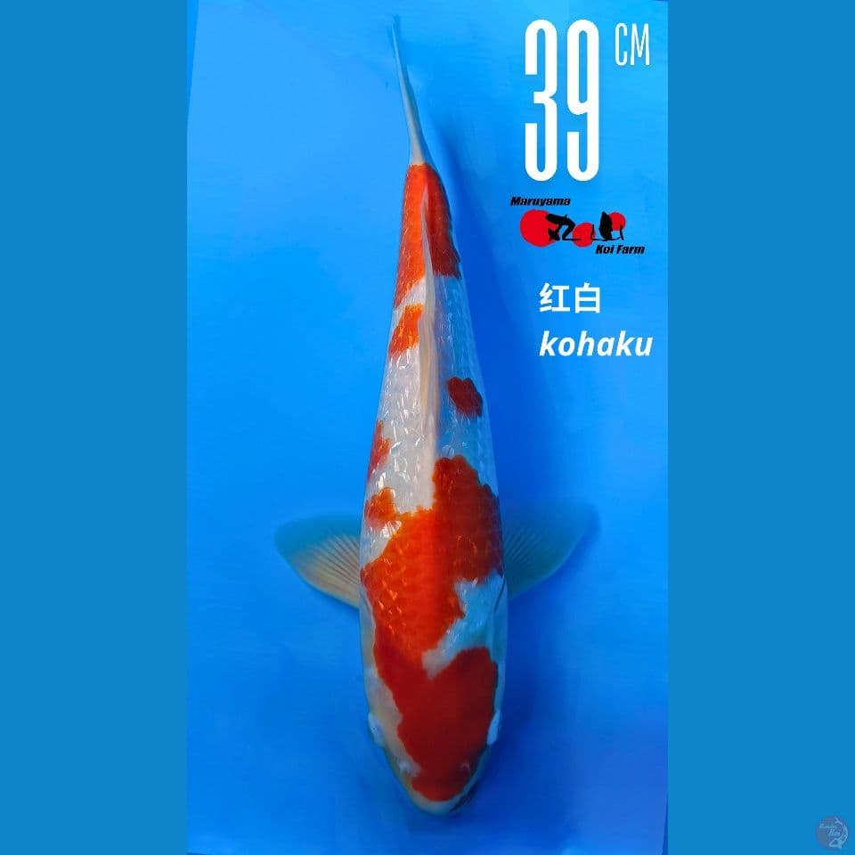Kohaku Maruyama Ginrin 40bu