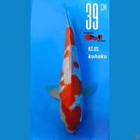 Kohaku Maruyama Ginrin 40bu