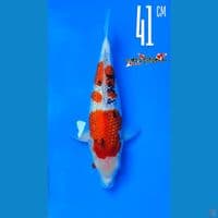 Sanke Ginrin Matsue 41cm Male