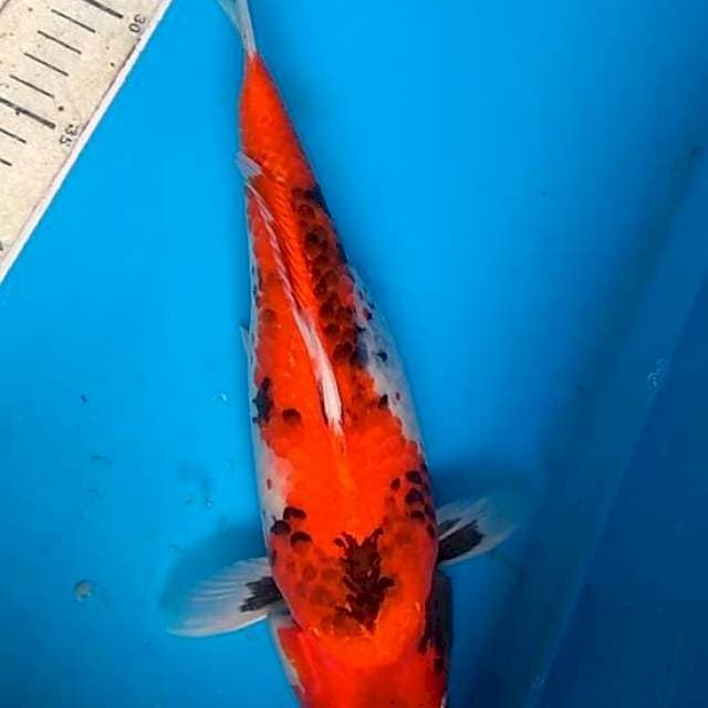 Gin Showa 31cm