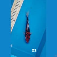 showa, 21cm