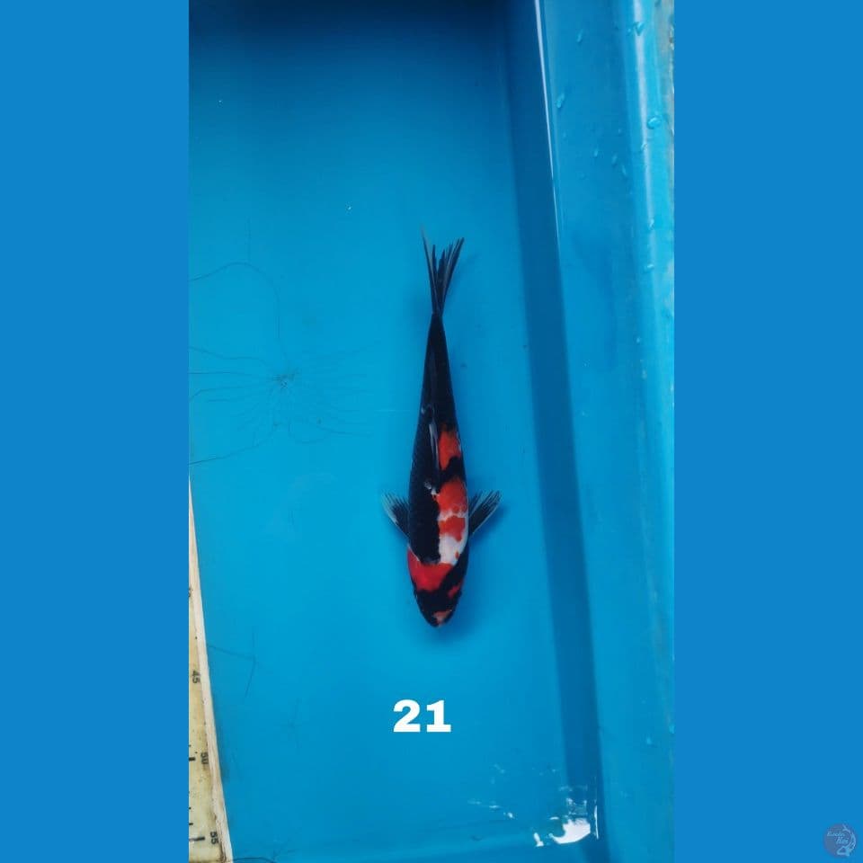 showa, 21cm