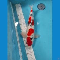 HQ TAISHO SANSHOKU 44CM | Male