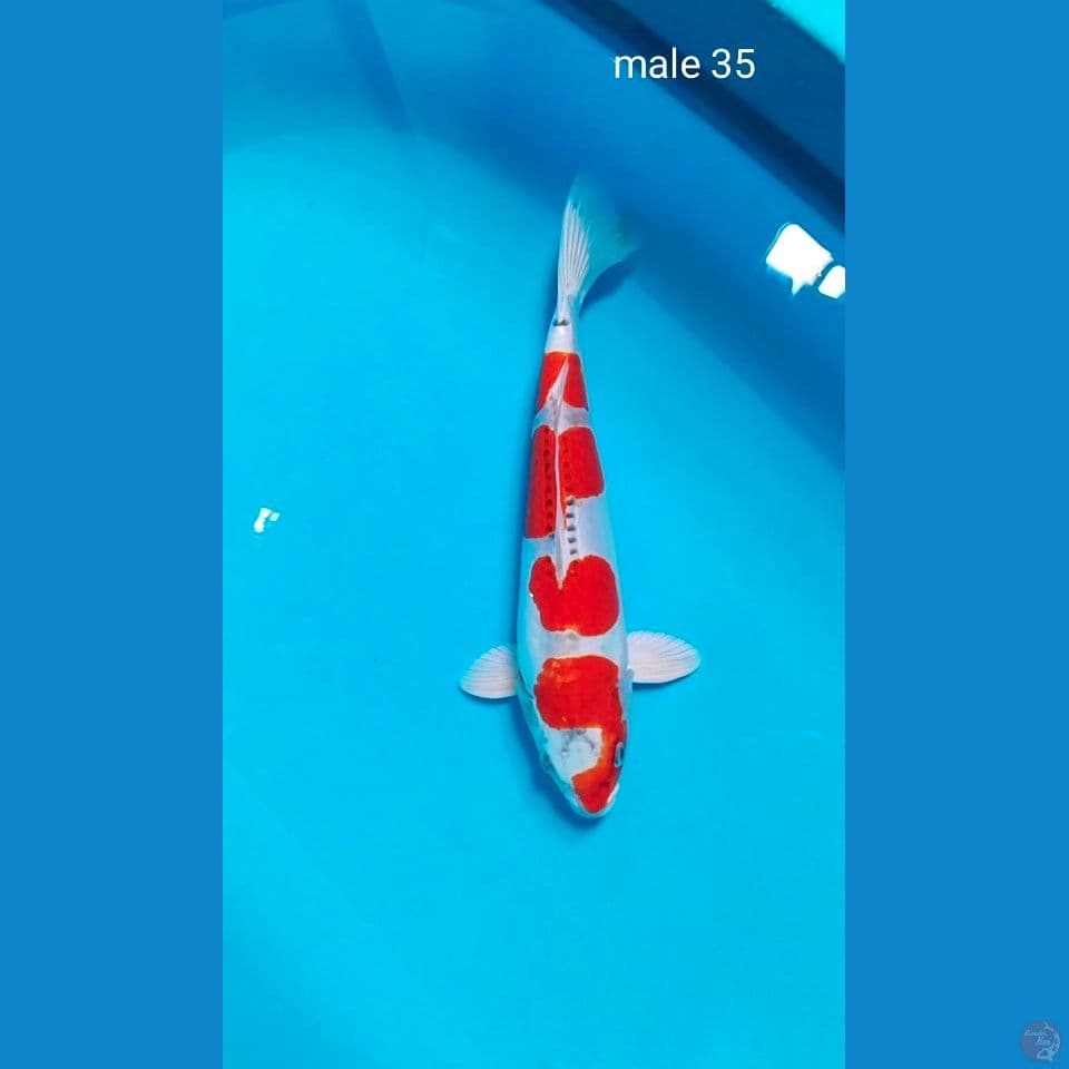 brnikiko male 35cm.