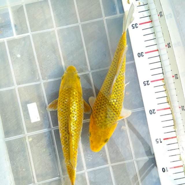 Cagoi ginrin. 23+24cm.