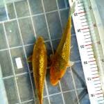 Cagoi ginrin. 23+24cm.