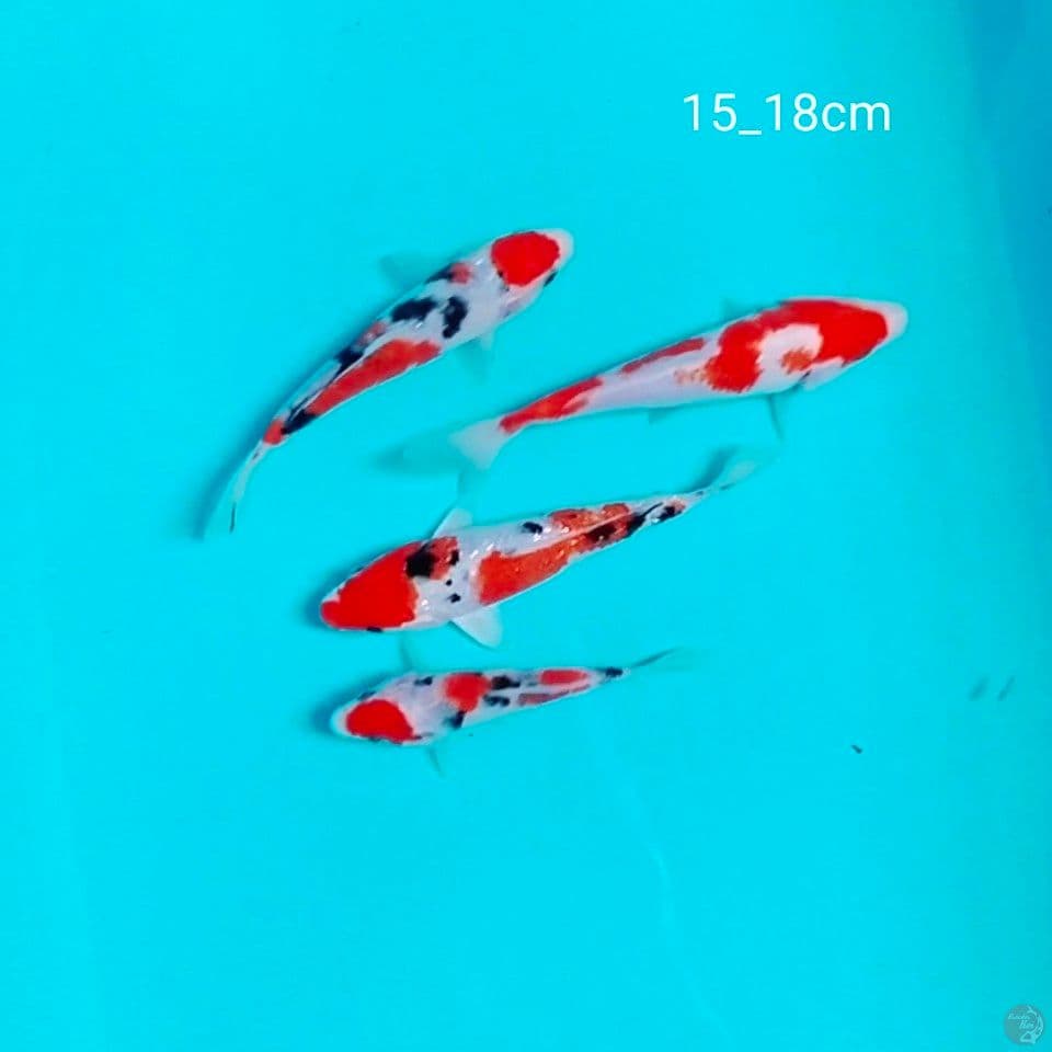 bahan pikiran 15_18cm.