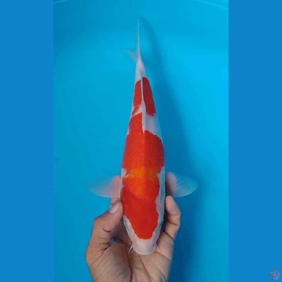 kohaku size : 31cm