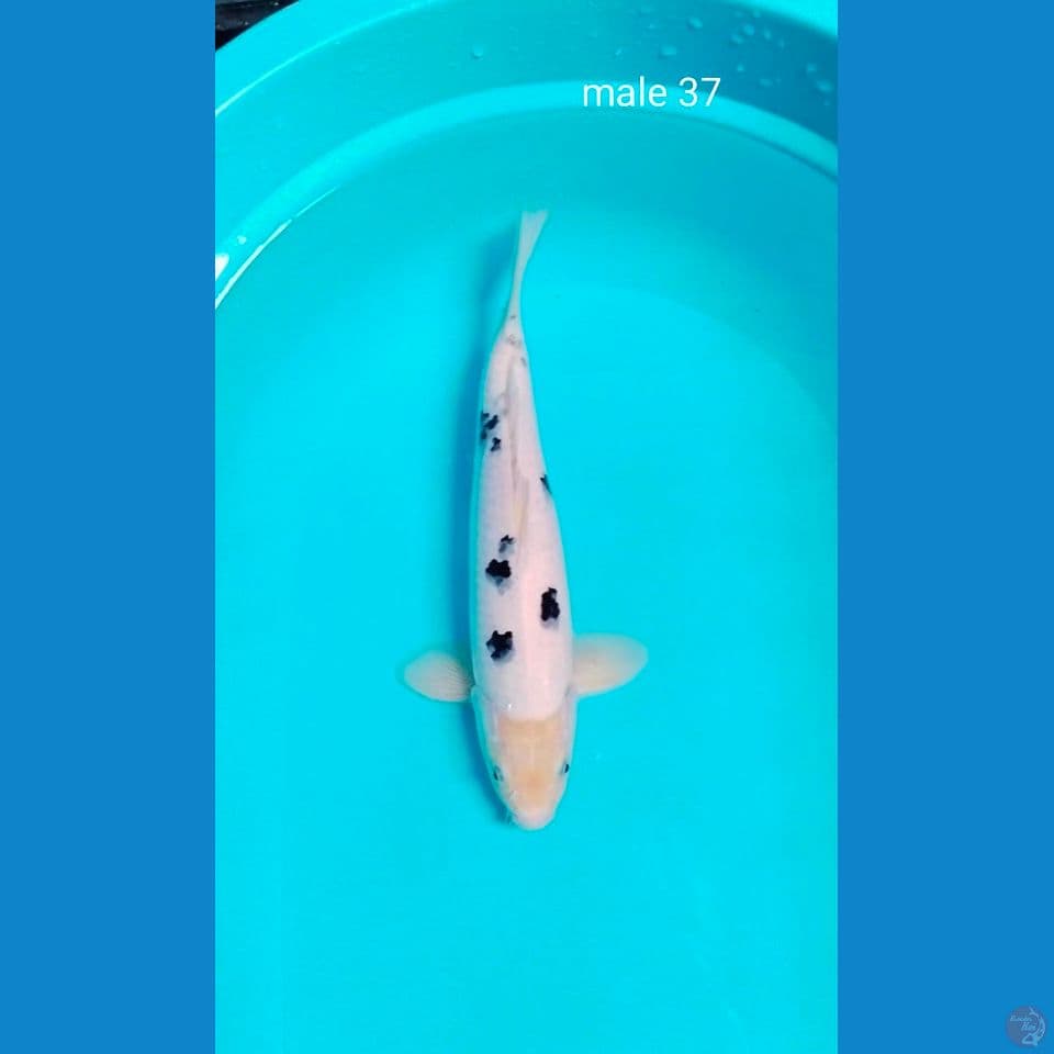 sq male 37cm