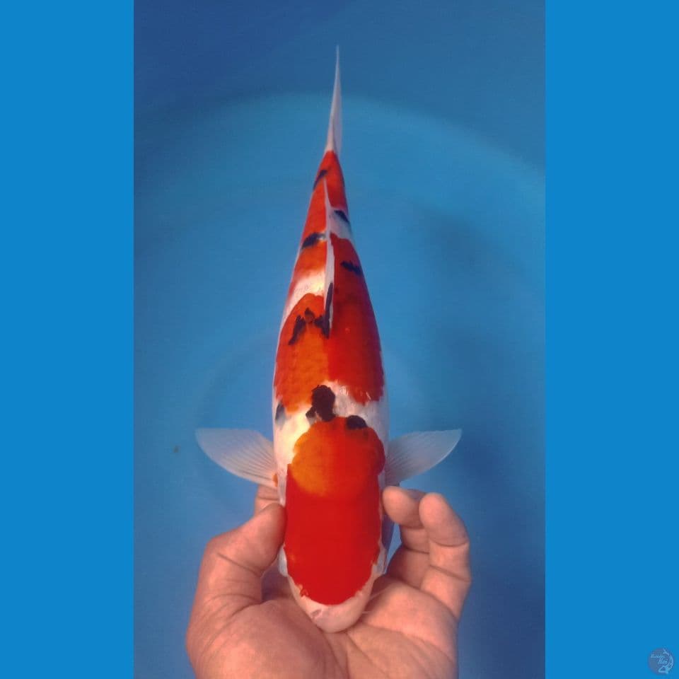 SANKE 36CM