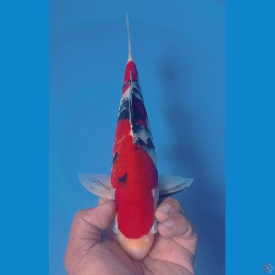 SANKE 30CM