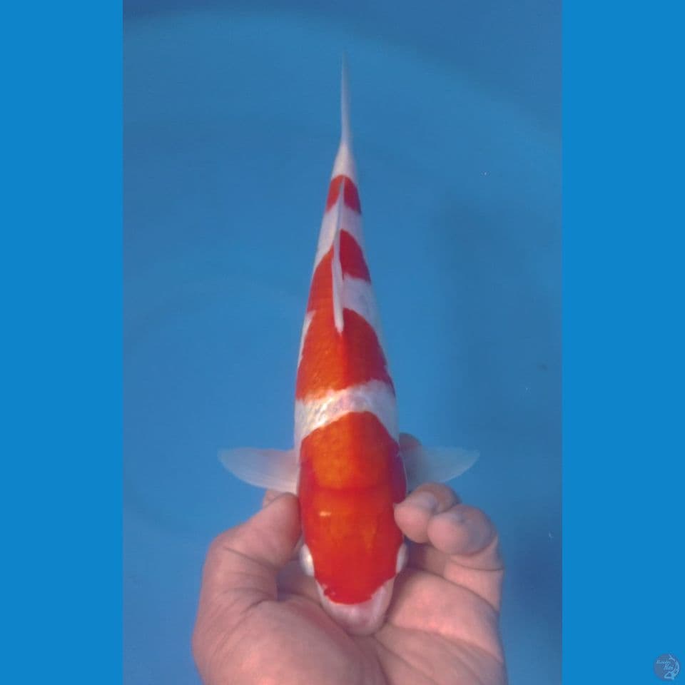 KOHAKU 30CM
