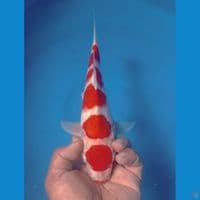 KOHAKU FIVE 30CM