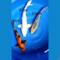 mix 37,40 dan 47cm