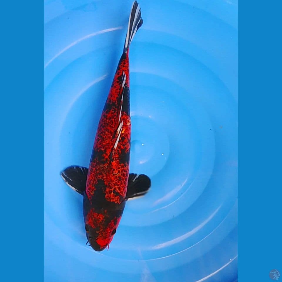 hi utsuri kanoko 39cm male