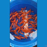 Doitsu Benigoi tembus perut 100ekor