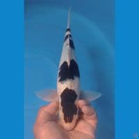 BUDO 35CM
