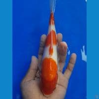 kohaku sisik 22cm