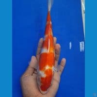 kohaku sisik 27cm