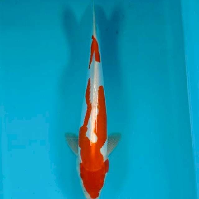 Kohaku 34 cm