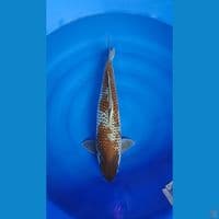 ochiba 55cm male 