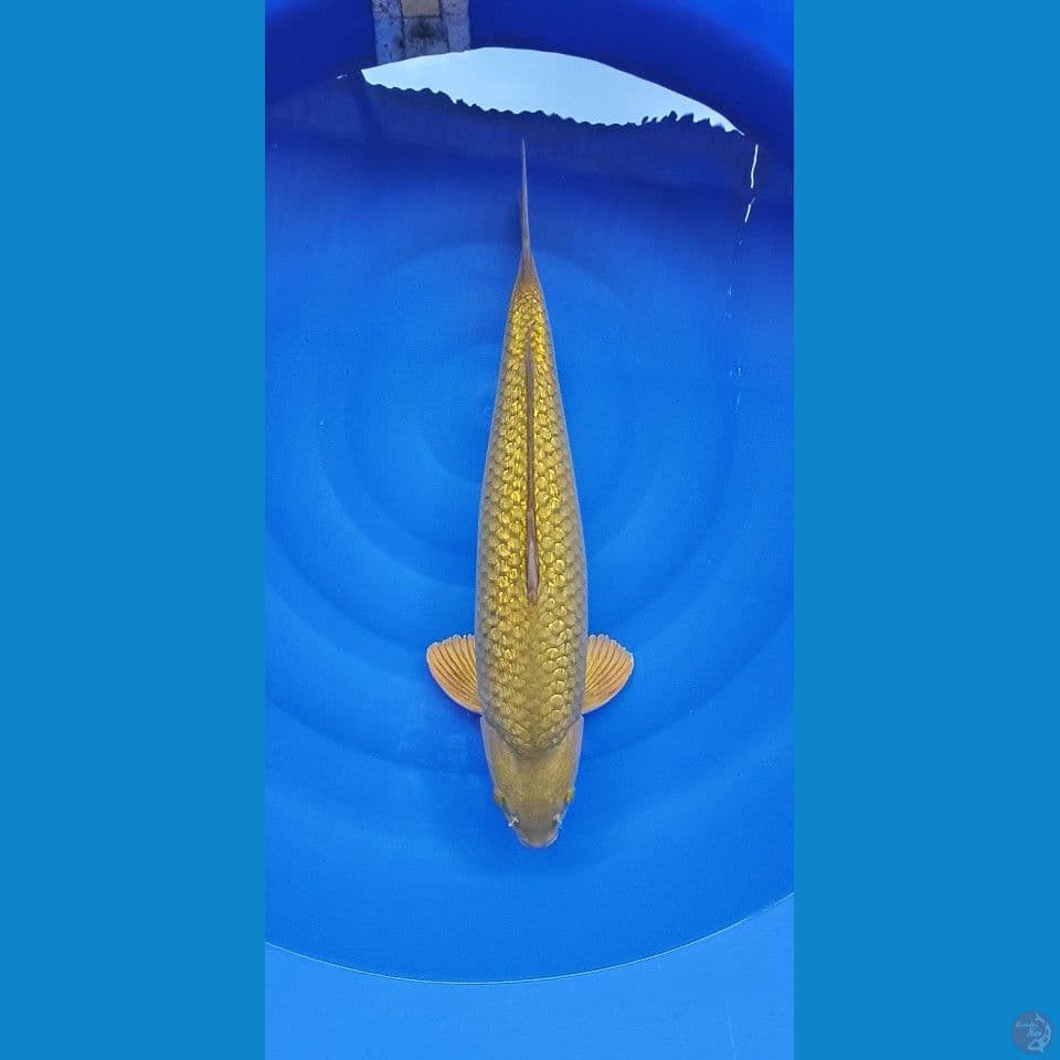 midori ginrin 55cm male