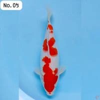 Kohaku SB