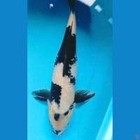 shiro 40cm~M