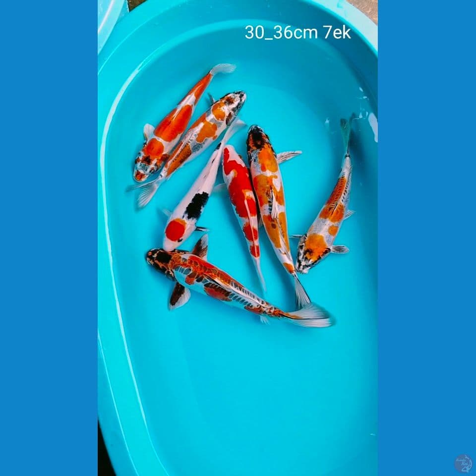 ciamik 30_36cm 7ek