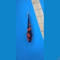 showa 20cm