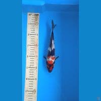 showa 22cm