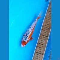 SQ shusui 21cm